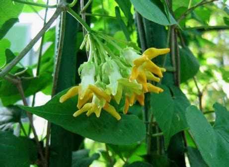 夜来香|夜来香（夹竹桃科夜来香属植物）